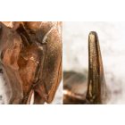 Fali dekoráció Randal 70 cm réz 