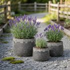 Design virágtartó TERRA ANTIQUA NOIR fekete Készlet