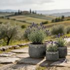 Design virágtartó TERRA ANTIQUA NOIR fekete S